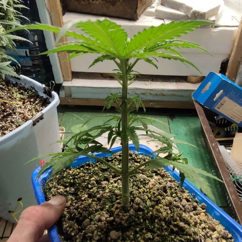 Auto Afghani growlog timeline photo