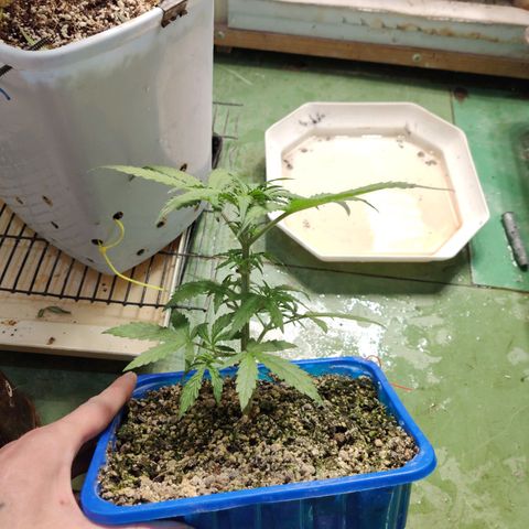 Auto Afghani growlog timeline photo