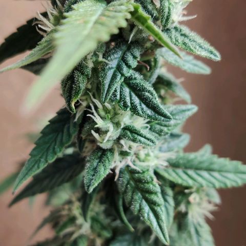 Auto Blueberry growlog timeline photo