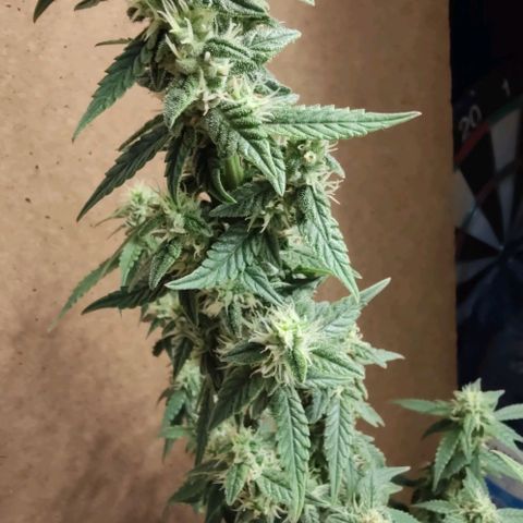 Auto Blueberry growlog timeline photo