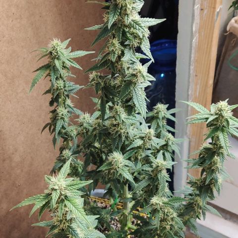 Auto Blueberry growlog timeline photo
