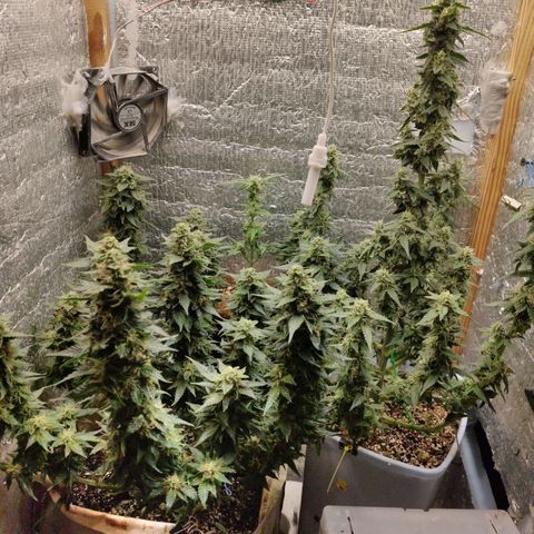 Auto Blueberry growlog timeline photo