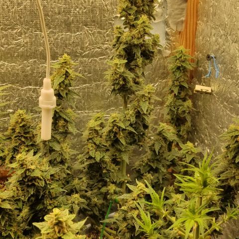 Auto Blueberry growlog timeline photo