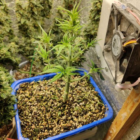 Auto Afghani growlog timeline photo