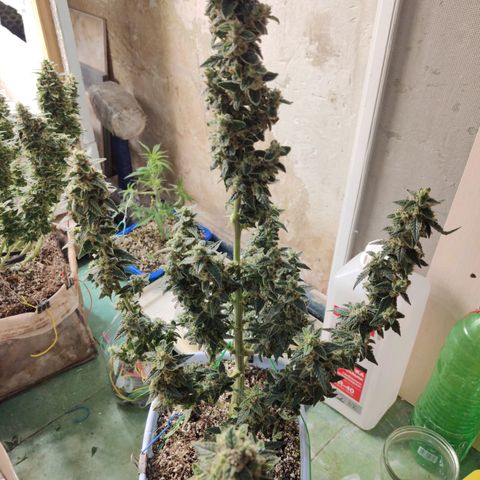Auto Blueberry growlog timeline photo
