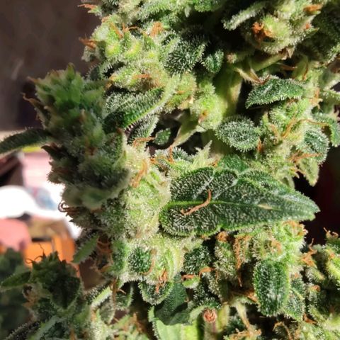 Auto Blueberry growlog timeline photo