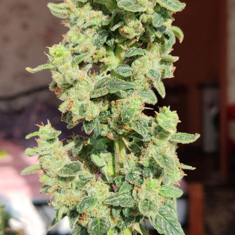 Auto Blueberry growlog timeline photo