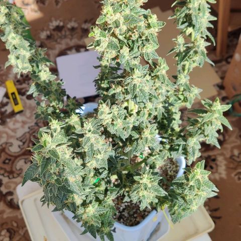 Auto Blueberry growlog timeline photo