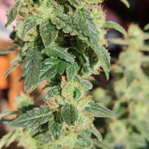 Auto Blueberry growlog timeline photo
