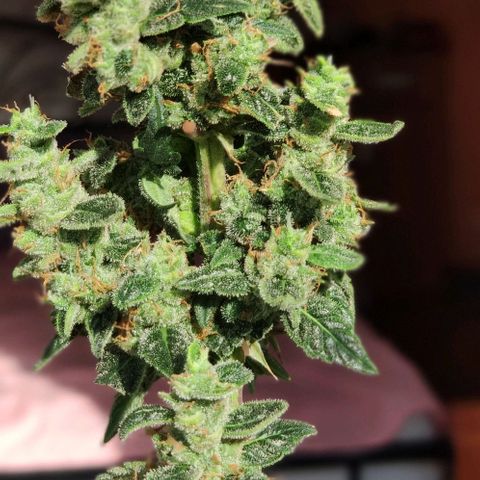 Auto Blueberry growlog timeline photo