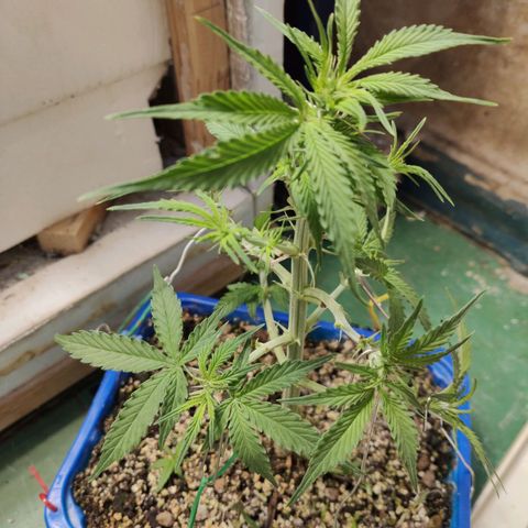 Auto Afghani growlog timeline photo