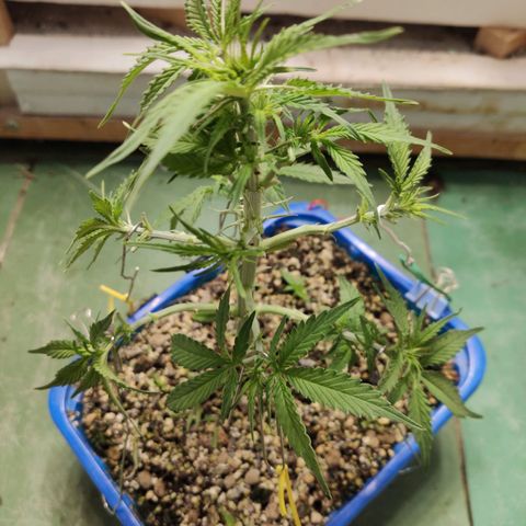 Auto Afghani growlog timeline photo