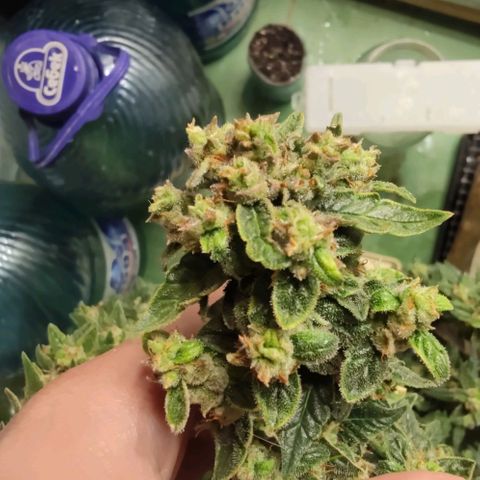 Auto Blueberry growlog timeline photo