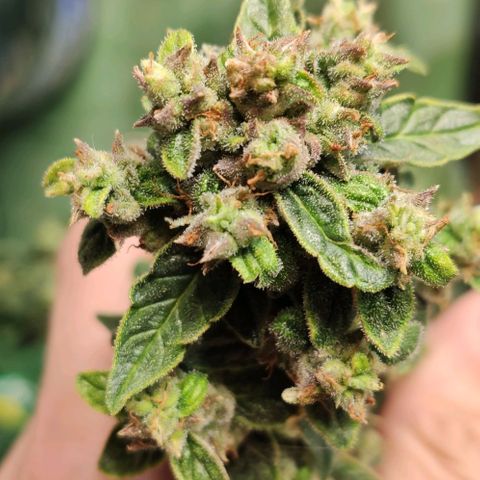 Auto Blueberry growlog timeline photo