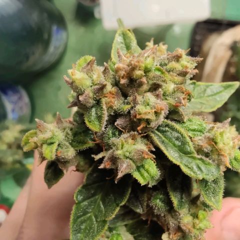Auto Blueberry growlog timeline photo