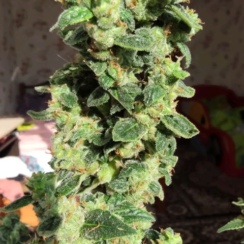 Auto Blueberry growlog timeline photo