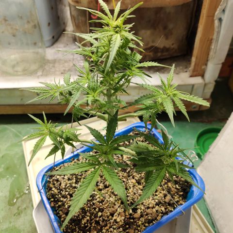 Auto Afghani growlog timeline photo