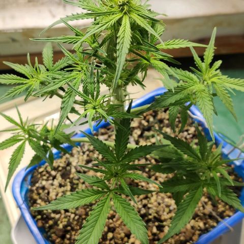 Auto Afghani growlog timeline photo