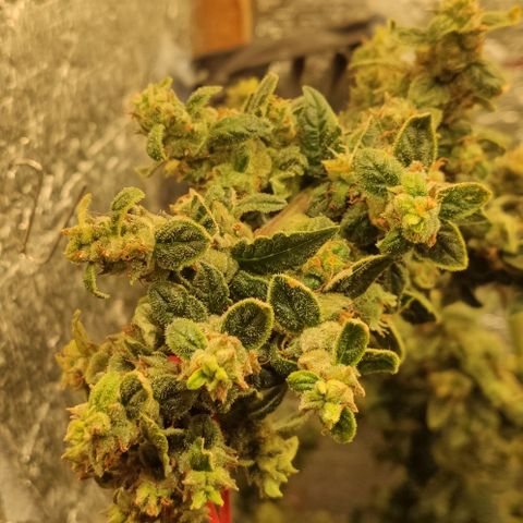 Auto Blueberry growlog timeline photo