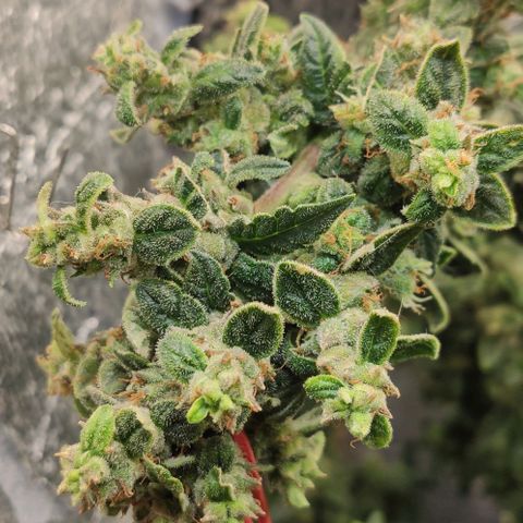 Auto Blueberry growlog timeline photo