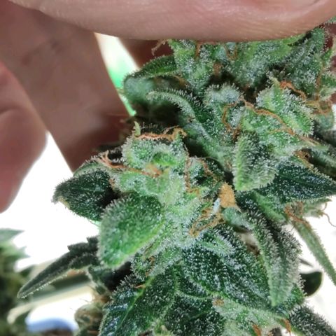 Auto Blueberry growlog timeline photo