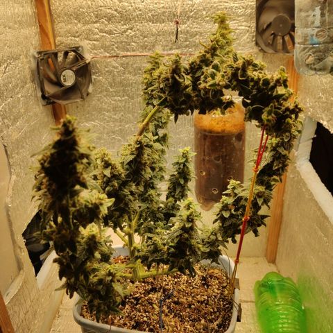 Auto Blueberry growlog timeline photo