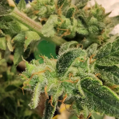 Auto Blueberry growlog timeline photo