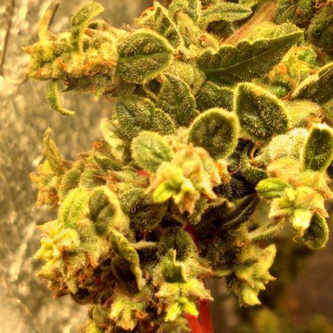 Auto Blueberry growlog timeline photo