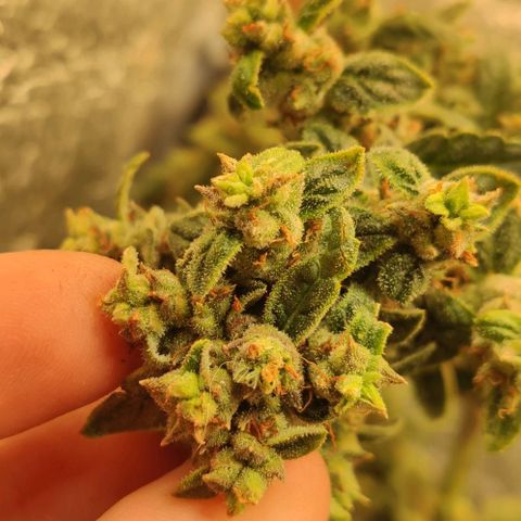 Auto Blueberry growlog timeline photo