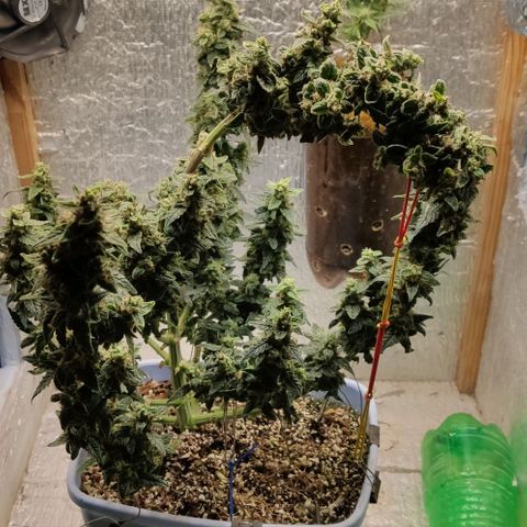 Auto Blueberry growlog timeline photo