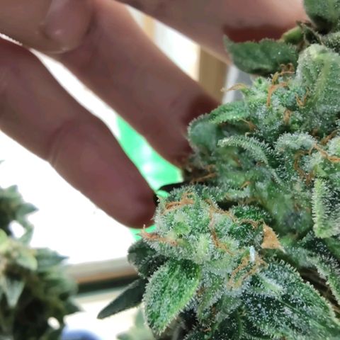 Auto Blueberry growlog timeline photo