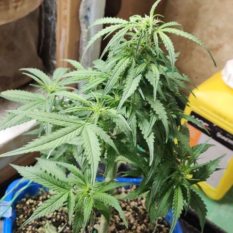 Auto Afghani growlog timeline photo