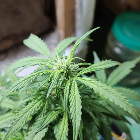 Auto Afghani growlog timeline photo