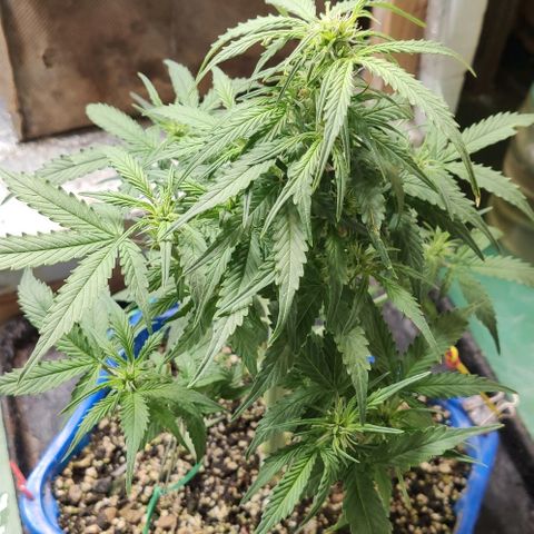 Auto Afghani growlog timeline photo