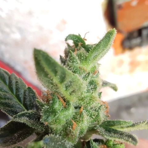 Auto Blueberry growlog timeline photo