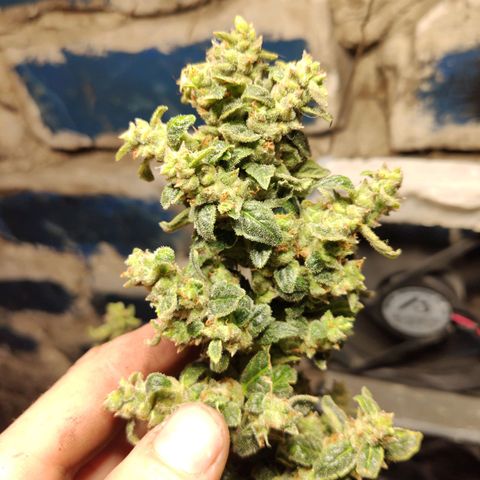 Auto Blueberry growlog timeline photo