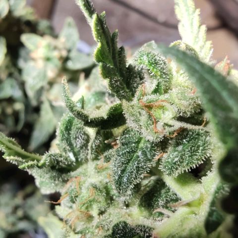 Auto Blueberry growlog timeline photo