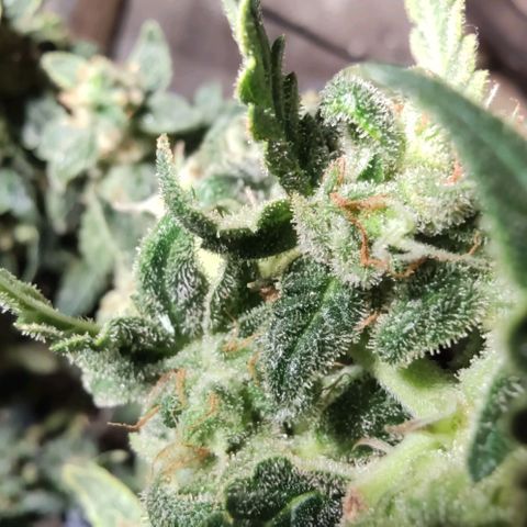 Auto Blueberry growlog timeline photo