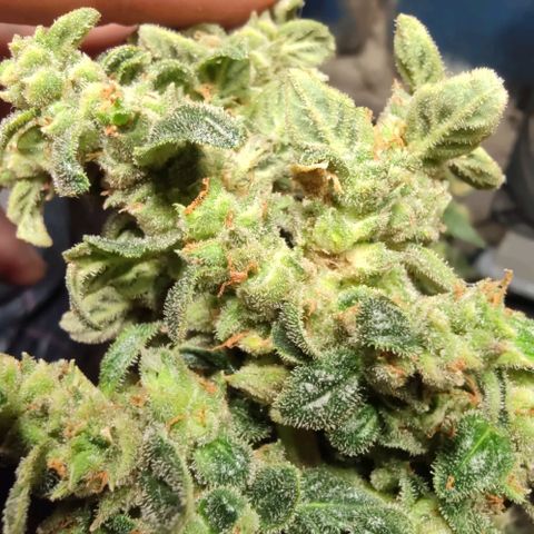 Auto Blueberry growlog timeline photo