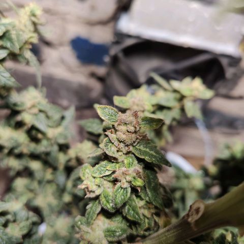 Auto Blueberry growlog timeline photo