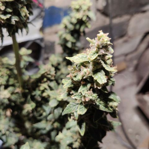 Auto Blueberry growlog timeline photo