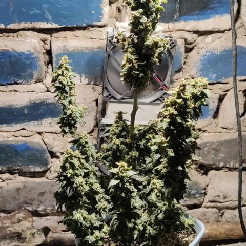 Auto Blueberry growlog timeline photo