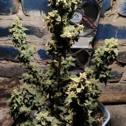Auto Blueberry growlog timeline photo