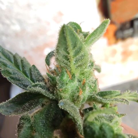 Auto Blueberry growlog timeline photo