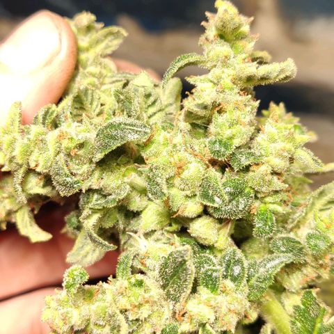 Auto Blueberry growlog timeline photo