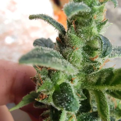 Auto Blueberry growlog timeline photo