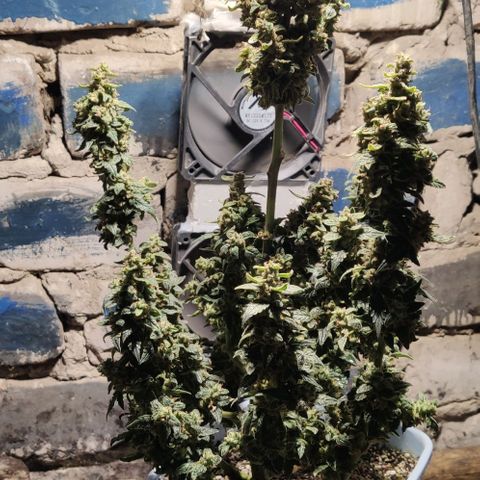 Auto Blueberry growlog timeline photo