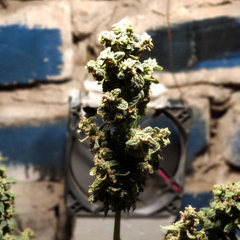 Auto Blueberry growlog timeline photo