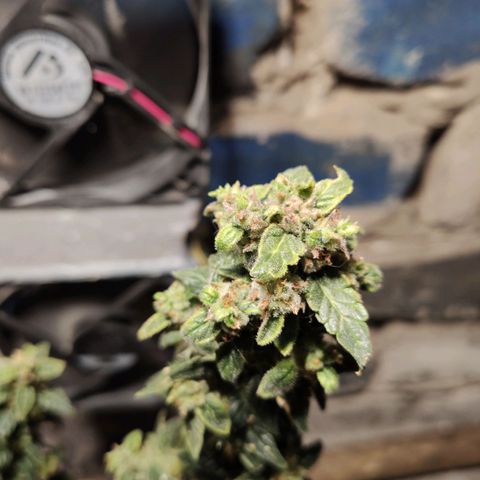 Auto Blueberry growlog timeline photo