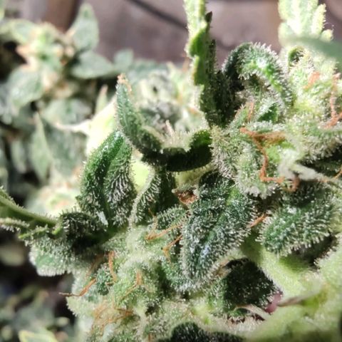 Auto Blueberry growlog timeline photo